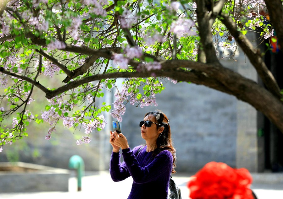 呼和浩特：丁香花开香满城