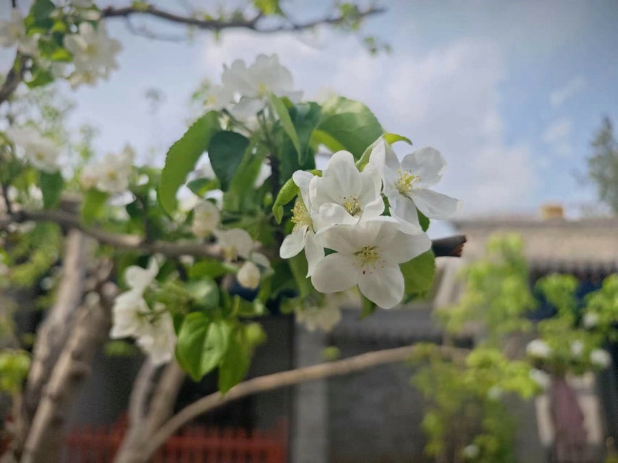 博物院里满园春色，芬芳绽放