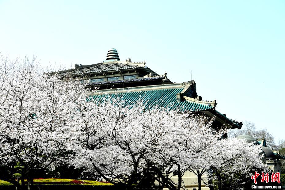 武汉大学的樱花如约盛放