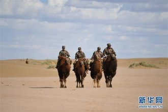 边防民兵驼兵排民兵进行应用训练