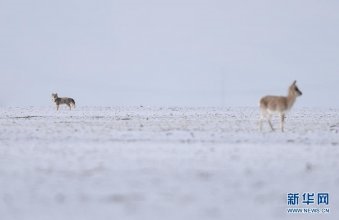 共建地球生命共同体丨走进三江源“野生动物”王国