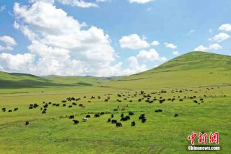 甘肃岷县近百万亩湿地草原牛羊成群马儿跑