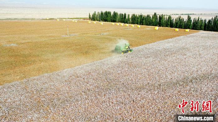 大批量机械化采收设备的引进，让棉花种植户对农业种植信心倍增，收入提高了，日子也越来越好。　李靖海 摄