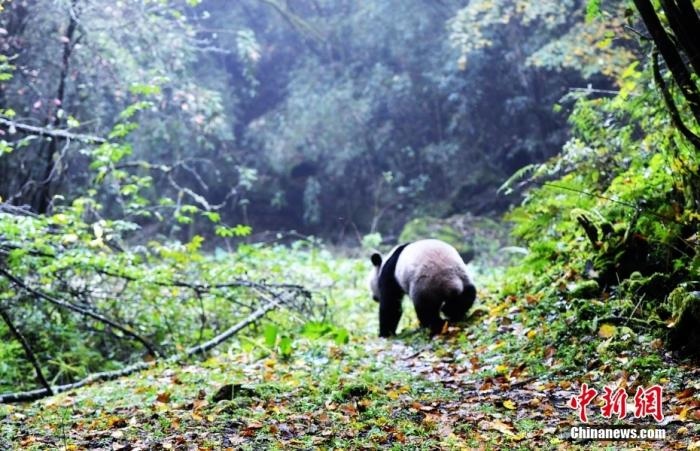 四川雅安栗子坪国家级自然保护区内，大熊猫“华妍”“张梦”先后出笼，钻进栗子坪自然保护区茂密的森林，从此放归自然，开始了野外独立的生活。图为大熊猫“华妍”奔向密林。<a target='_blank' href='http://www.chinanews.com/'>中新社</a>记者 安源 摄