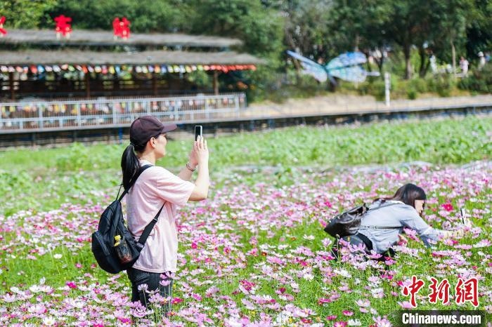 民众走林花海拍照 广东省林业局 供图