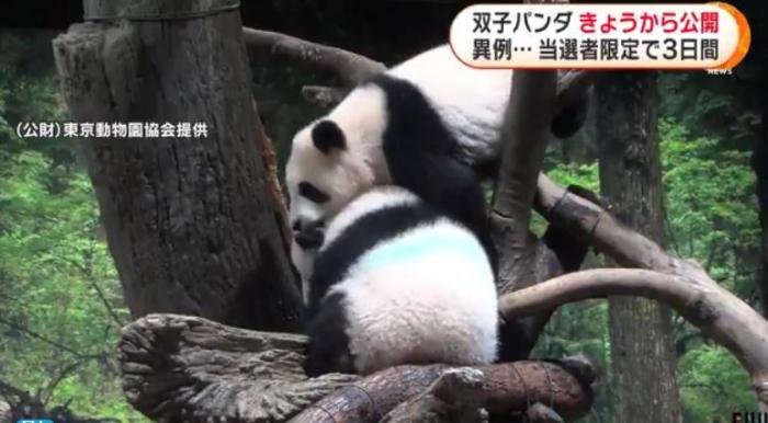 12日，日本东京上野动物园的旅日双胞胎熊猫开始同游客见面。(图片来源：日本富士电视台视频截图)