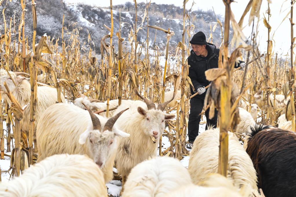 1月27日，在山西省汾西县段村，村民蔡文明在山上放羊。新华社记者 柴婷 摄