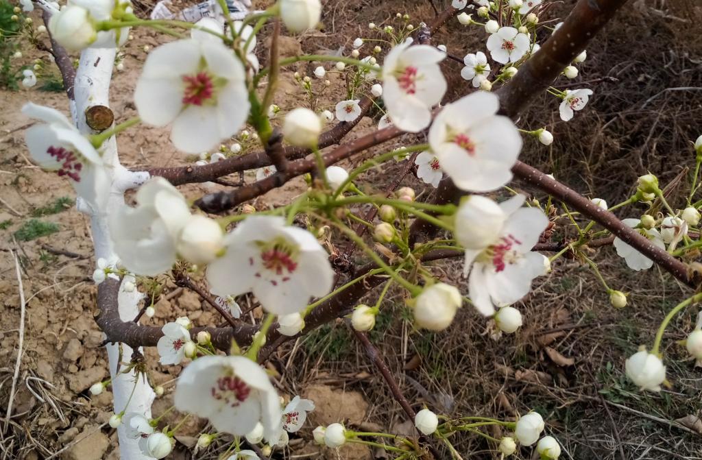 这是拍摄的汾西县后加楼村盛开的梨花。(受访者供图)