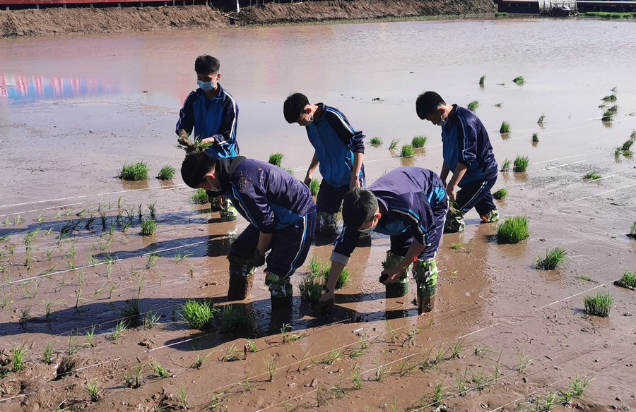 兴安盟科右前旗大坝沟中学同学们正在插秧.jpg