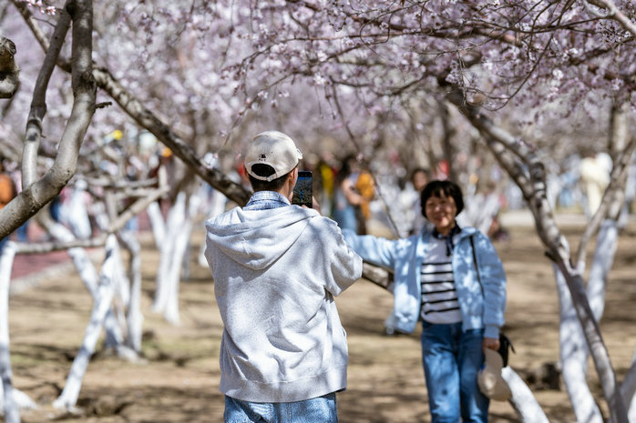 桃花4.jpg