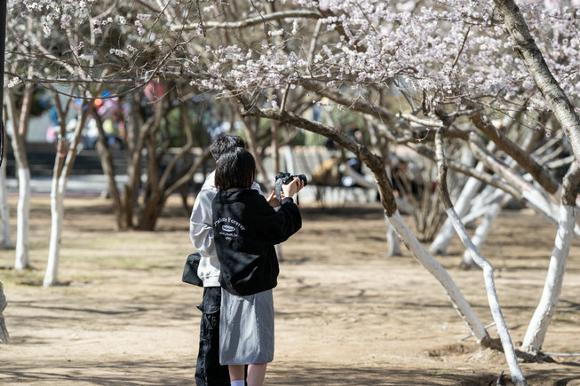 桃花7.jpg