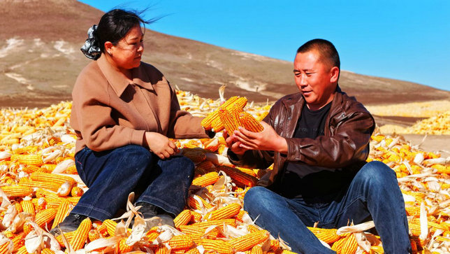 1761531137914167.jpg 玉米1.jpg