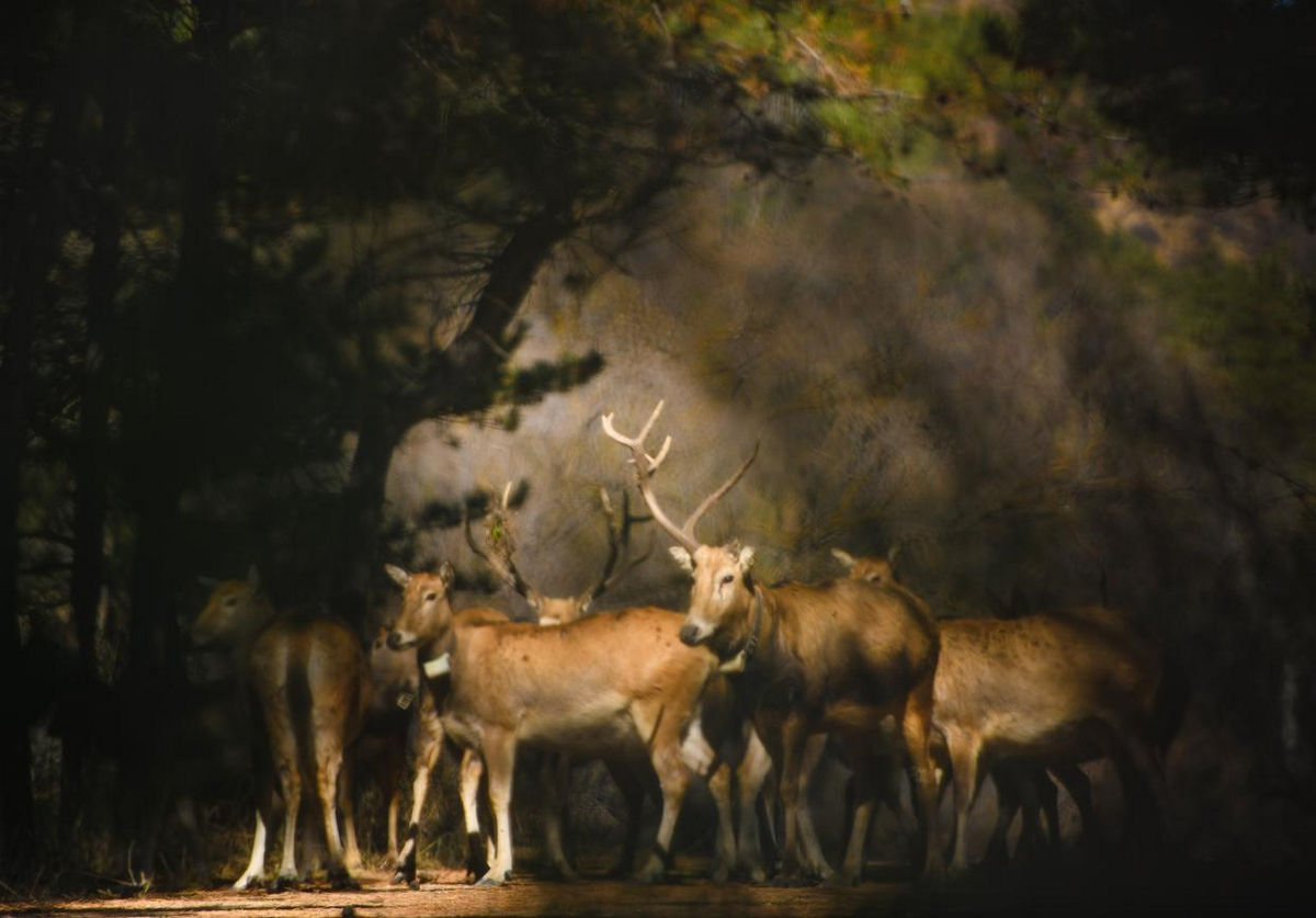 1761634736355356.png 图片1.png