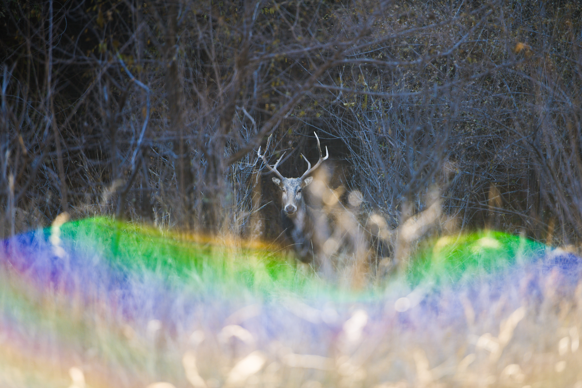 1761634769101851.png 图片4.png