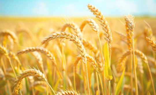 1765529211780166.png 粮食1.png