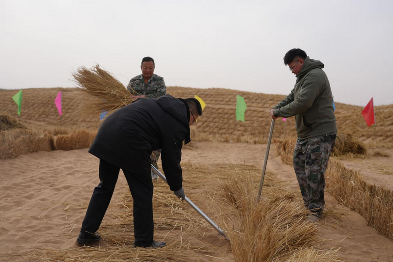 1772265193563716.png 阿拉善压草方格.png