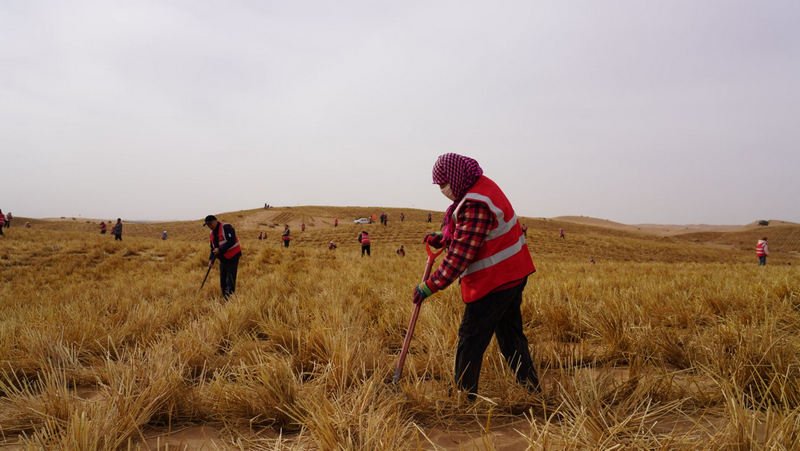 1772265266536692.png 阿拉善治沙人员将一束束稻草扎进沙海稳固流沙png.png