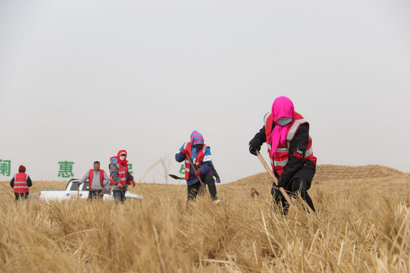 1772265295962620.png 阿拉善治沙人员将一束束稻草扎进沙海稳固流沙.png