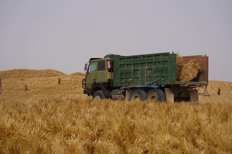 1772265385395031.png 阿拉善运输稻草.png