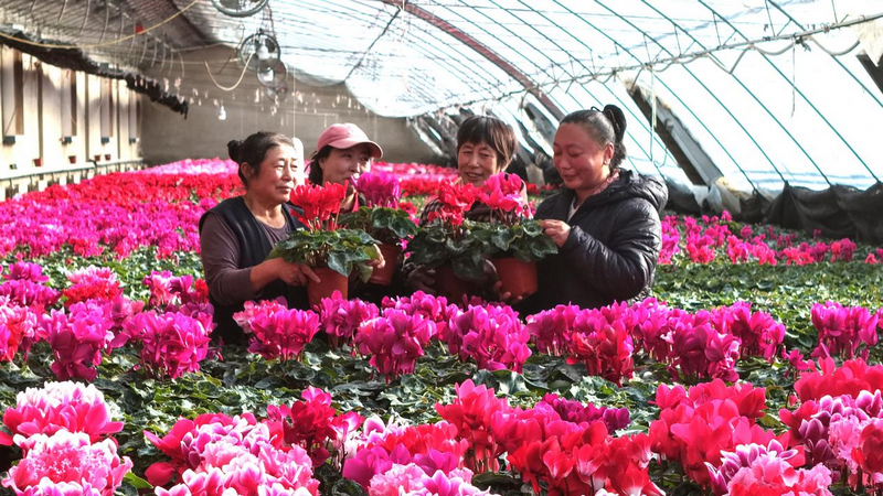 赤峰市民在林西镇花卉大棚里选购鲜花  李富 摄.png