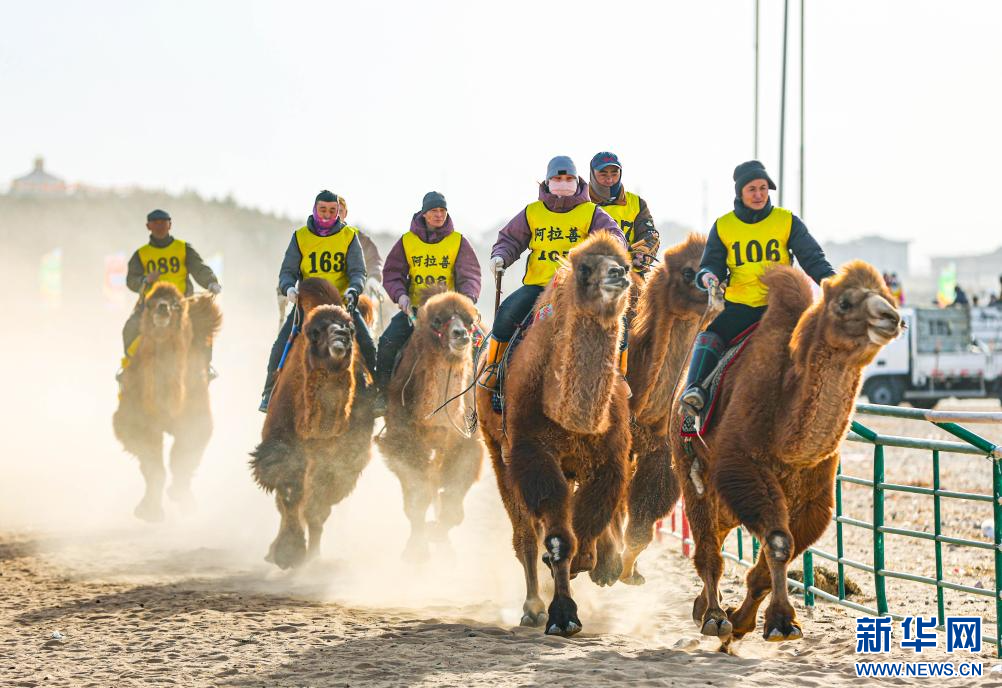 3月7日，赛驼手在6000米成年骆驼场地速度赛比赛中。.jpg