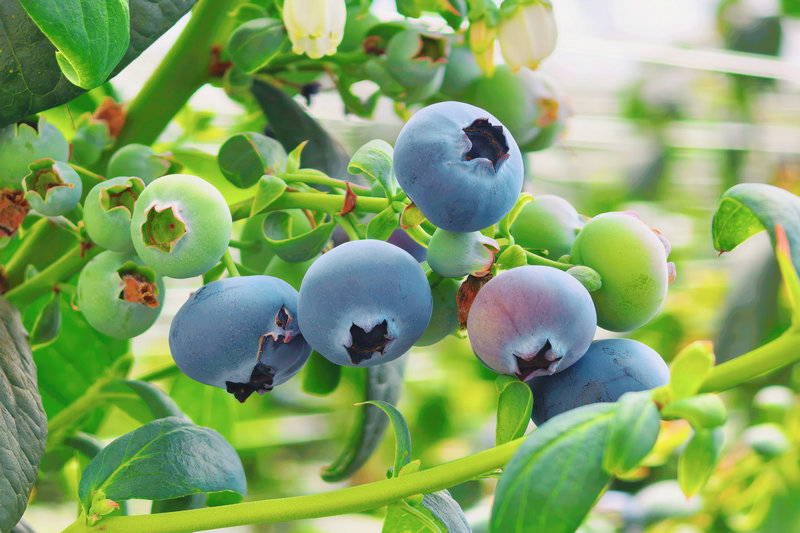 20260422新城区大棚蓝莓.jpg