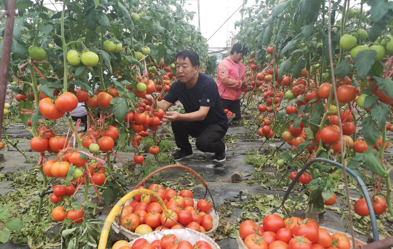 　　窦乃兴在大棚里采摘西红杮。受访者供图