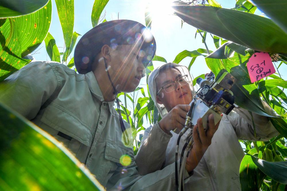 △2022年8月17日，在吉林梨树县，科技志愿者们在试验田里测量玉米光合作用。