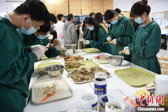 图为郑州大学在校大学生正在清理骨骼标本。王宇 摄