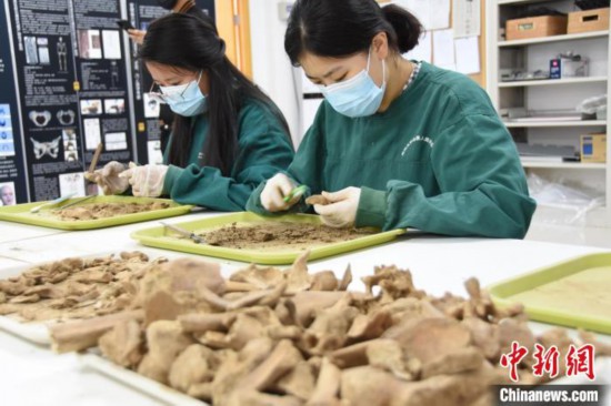 探访郑州大学人骨考古实验室