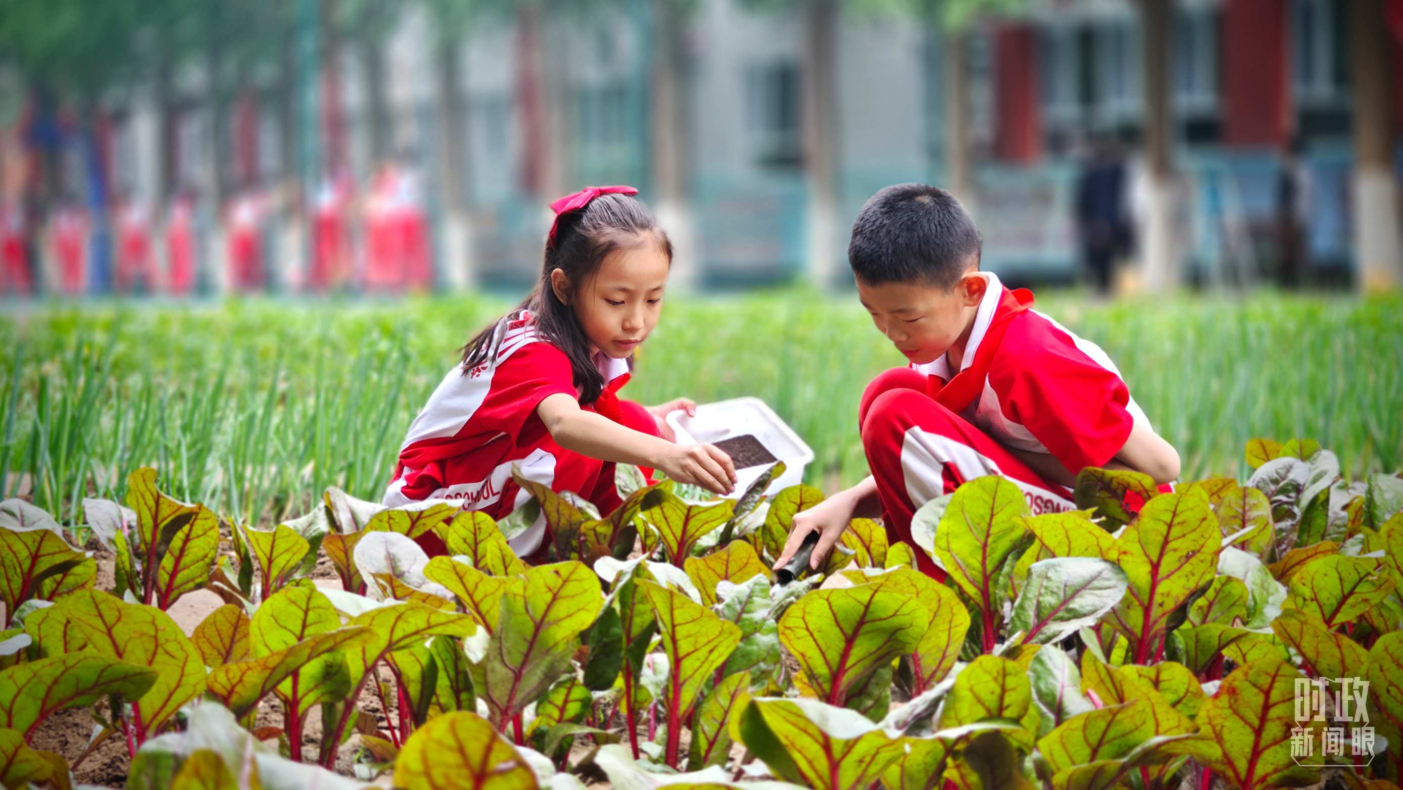 △学生农场里正在忙碌的学生。（总台央视记者彭汉明拍摄）