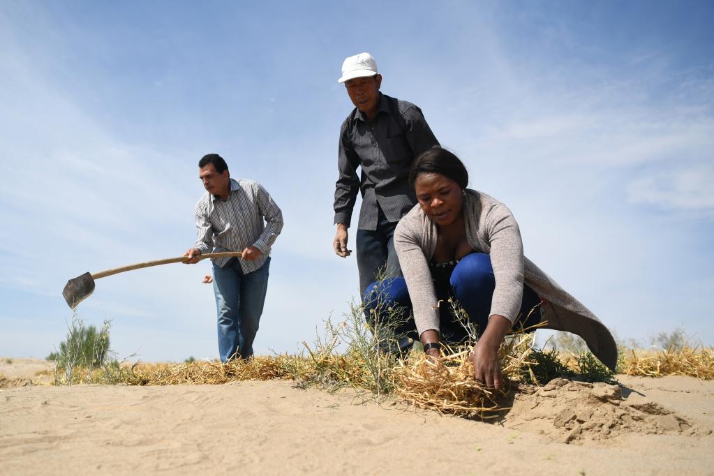 2018年8月26日，纳米比亚的一名农业科技官员埃利娜（右一）在甘肃省民勤县治沙综合试验站学习制作草方格沙障。新华社记者陈斌摄