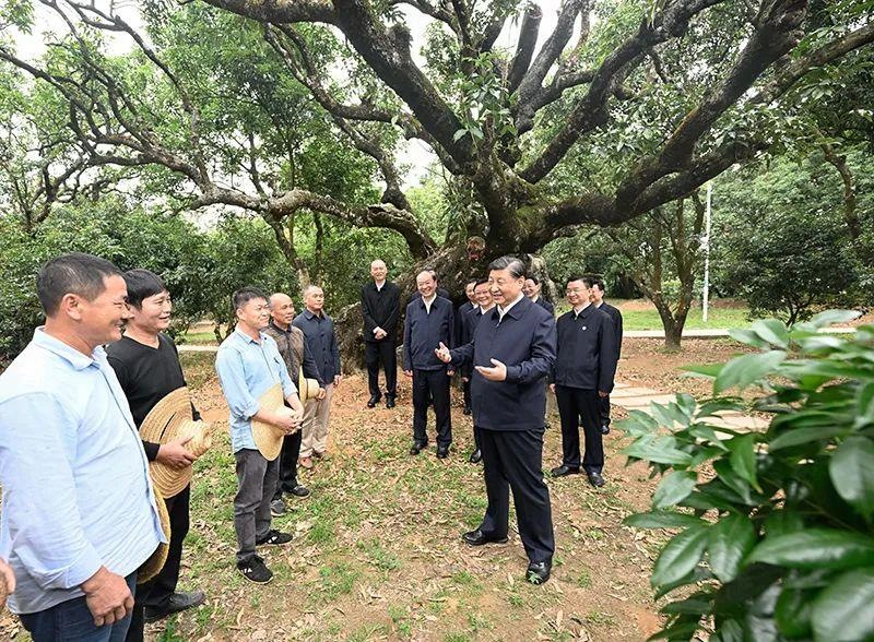 △今年4月11日，习近平总书记在广东茂名高州市根子镇柏桥村荔枝种植园，同现场技术人员亲切交流。