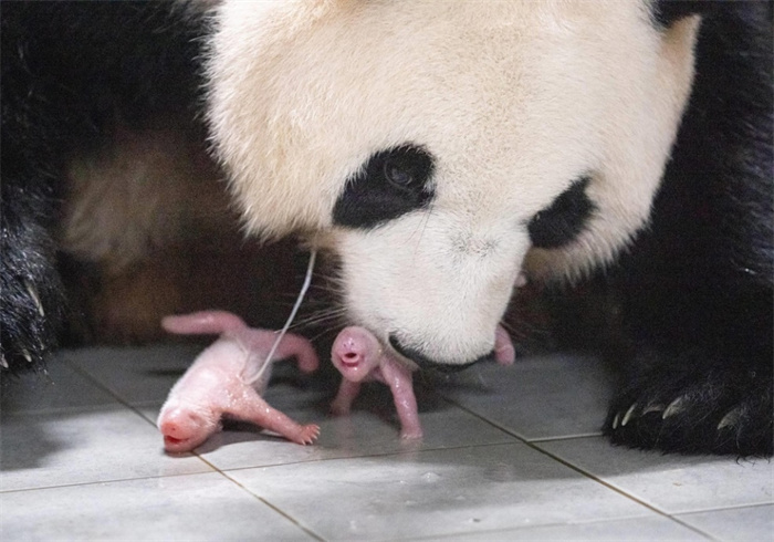 熊猫妈妈“爱宝”和刚诞生的双胞胎姐妹。三星爱宝乐园供图