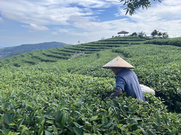 茶农正在茶园中采茶。人民网 高清扬摄