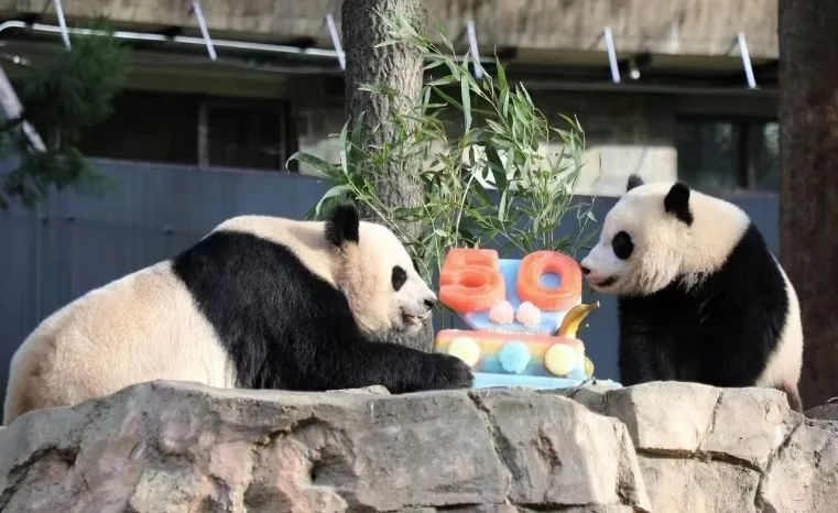 2022年，美国国家动物园举办活动庆祝大熊猫抵美50周年，园方为大熊猫“美香”“添添”和“小奇迹”一家三口准备了有“50”字样的冰冻水果蛋糕。（图片来源：雅安市广播电视台）