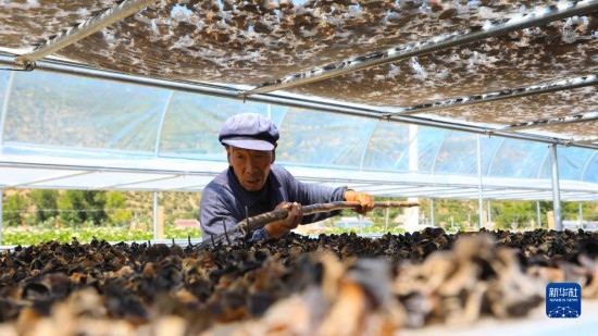 7月29日，在卓尼县纳浪镇纳浪村黑木耳种植基地，农户在翻晒黑木耳。