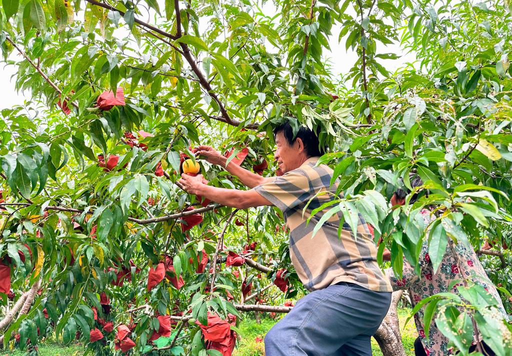 8月2日，在冷水江市三尖镇光明村，农户正在采摘黄桃。新华社记者谢奔 摄