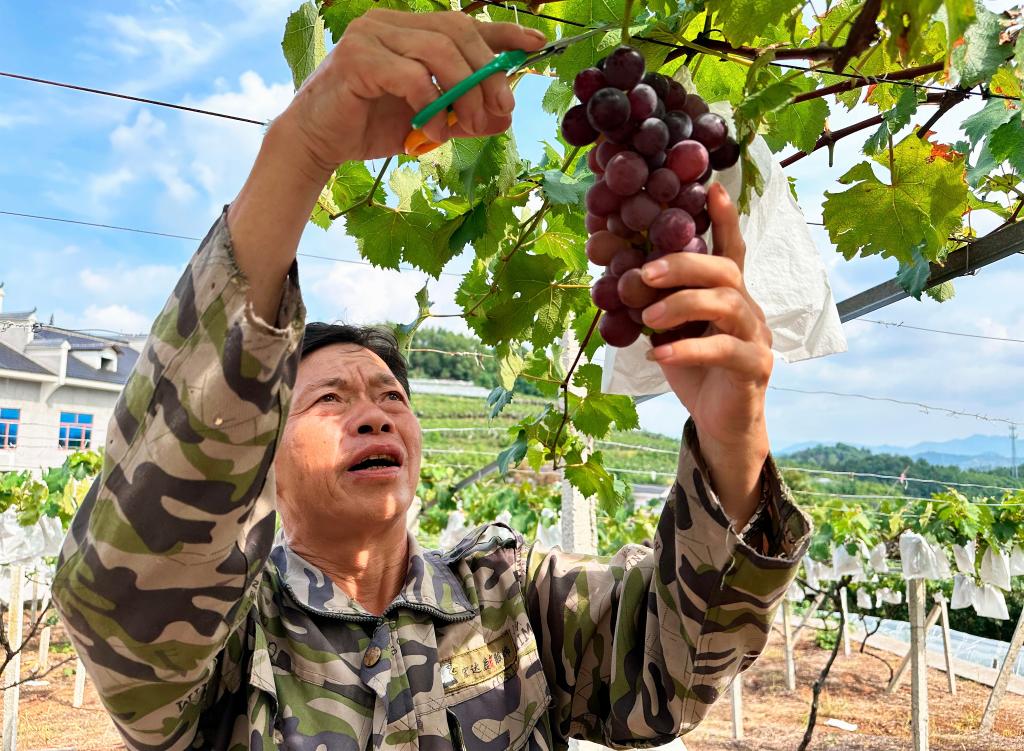 8月2日，在冷水江市铎山镇眉山村，谢桂民正在采摘葡萄。新华社记者谢奔 摄