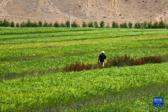 8月12日，西藏阿里地区普兰县赤德村村民在一片青稞田里行走。