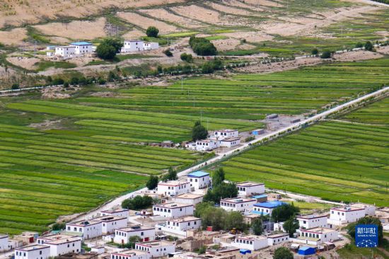 被青稞田点缀的西藏普兰县村庄（8月12日摄）。