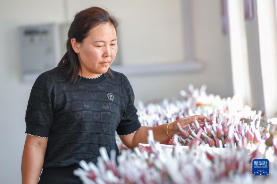 8月17日，吉林省德惠市朱城子镇沿河村程雪家庭农场的负责人杨雪查看打包好的玫瑰花。新华社记者 张楠 摄