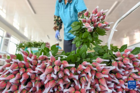 8月17日，农民在吉林省德惠市朱城子镇沿河村程雪家庭农场打包玫瑰花。新华社记者 张楠 摄