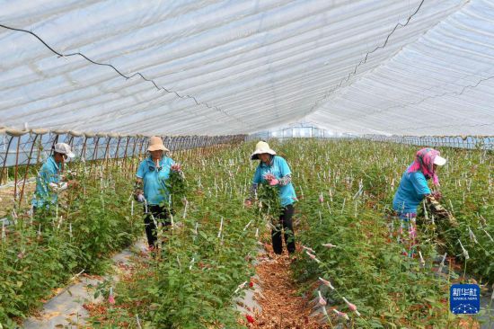 8月17日，农民在吉林省德惠市朱城子镇沿河村程雪家庭农场采摘玫瑰花。新华社记者 张楠 摄