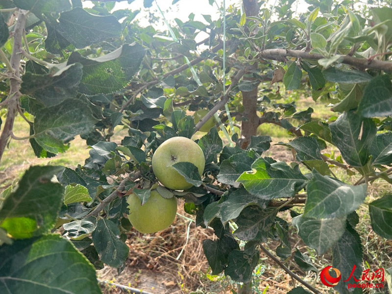 已有苹果挂在枝头，10月底即可成熟。人民网记者 常雪梅摄