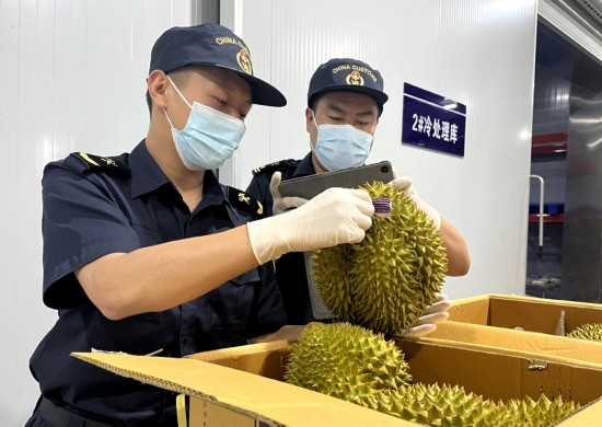 磨憨铁路口岸综合性指定监管场地水果查验区内，海关关员正在查验进口榴莲。勐腊海关供图