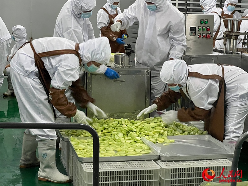 切片哈密瓜将被做成冻干食品。人民网记者 常雪梅摄