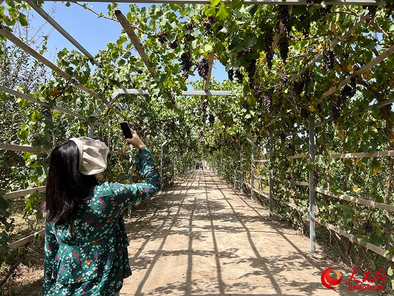 新疆闽龙达干果产业有限公司内种植的葡萄。人民网记者 常雪梅摄