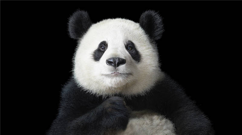 大熊猫。蒂姆·弗拉克摄