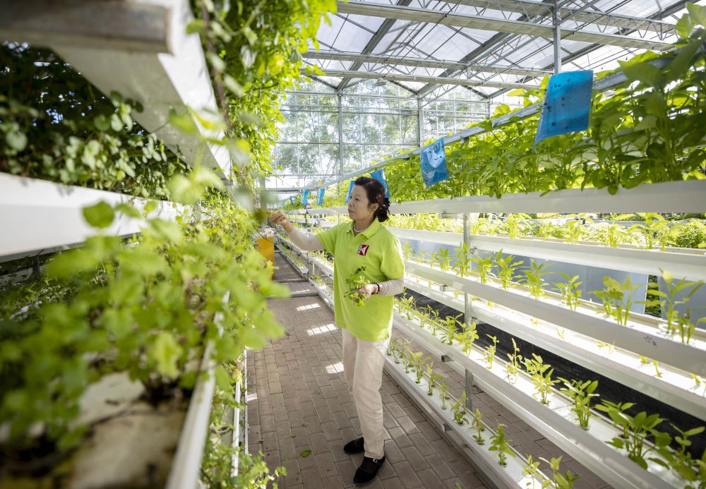 2021年8月24日，宁夏银川市贺兰县银川科海生物技术有限公司工作人员在鱼菜共生系统内打理薄荷苗。新华社记者 杨植森 摄